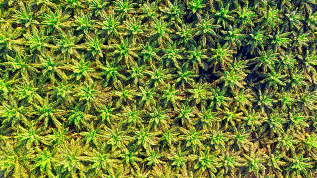 Investment company kuching