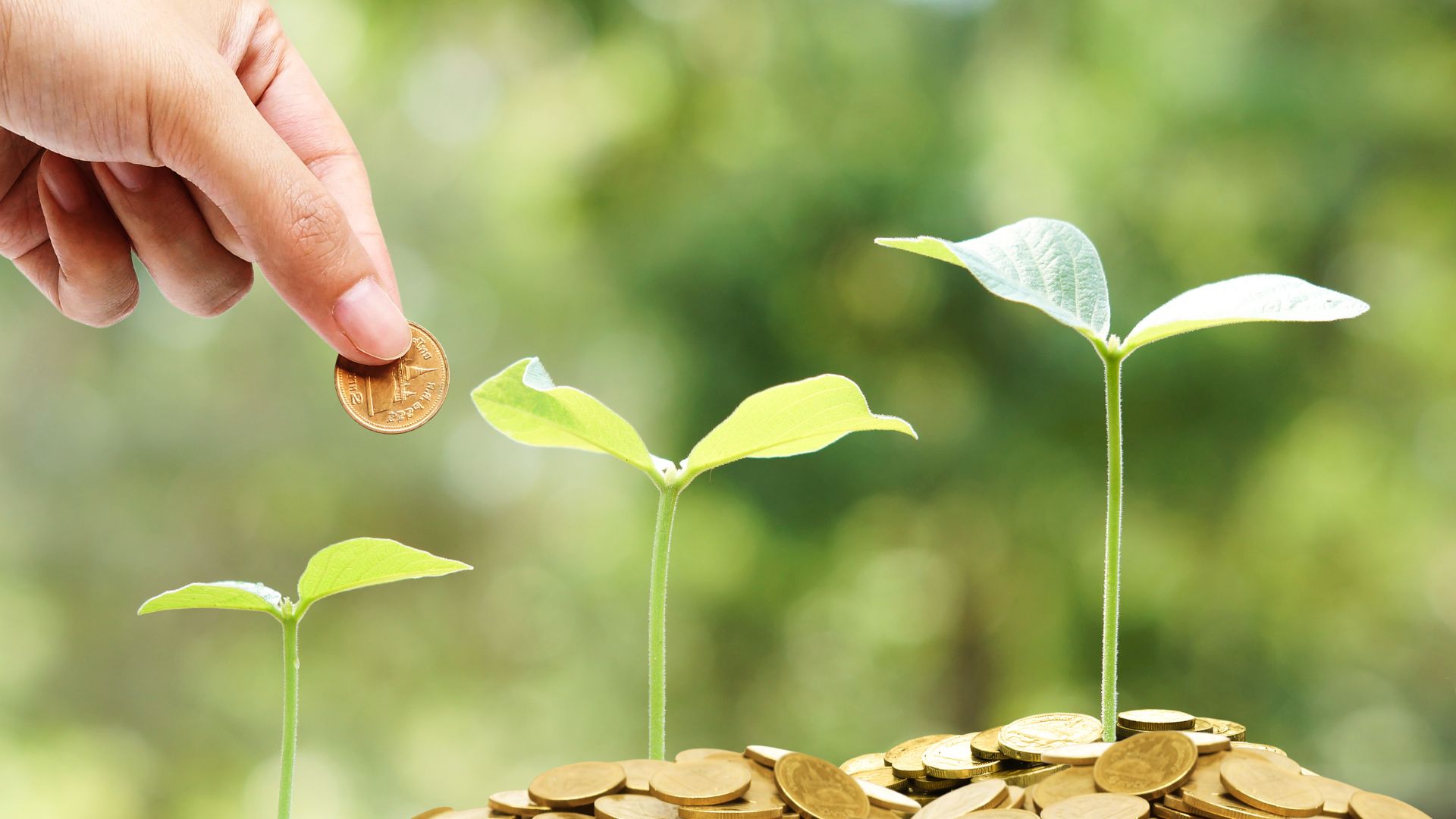 Investment company kuching