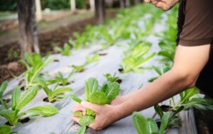 Agricultural capital funding and investment companies